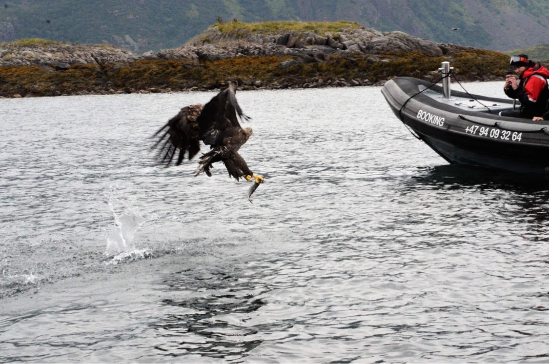 trollfjord sea eagle safari