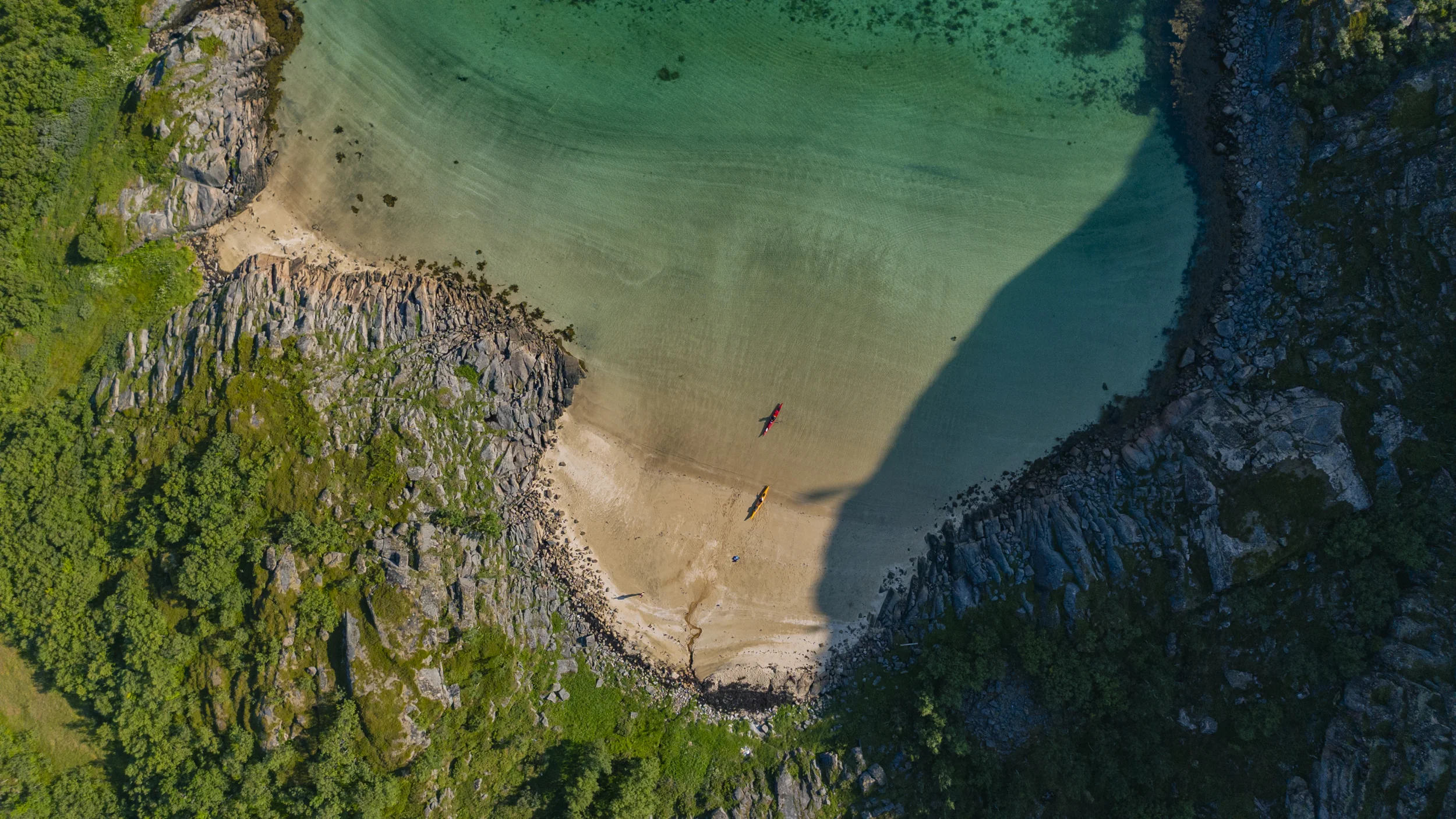 Havørnen i Lofoten