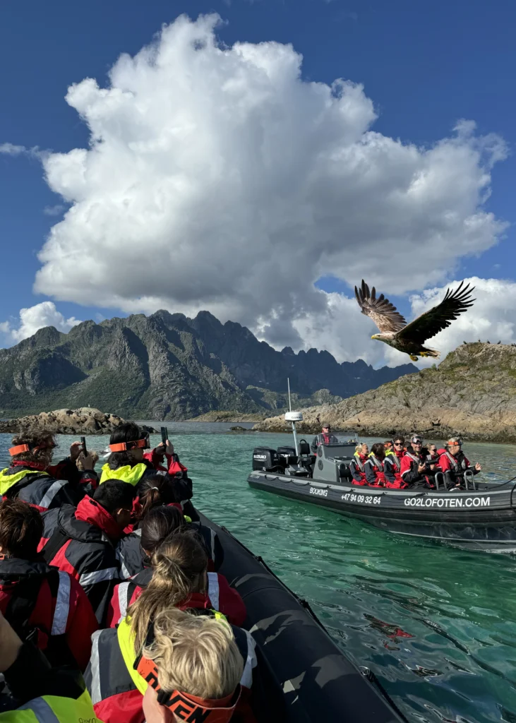 Havørn svever majestetisk mellom to RIB-båter i Lofoten.